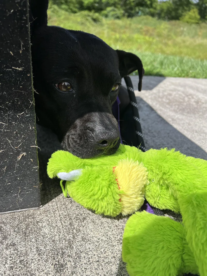 An adult medium-sized female Black Pit Bull Terrier dog named Amaya for adoption in Sparta, NC
