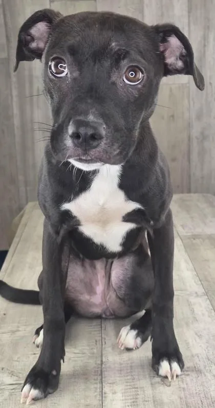 A baby medium-sized female Terrier dog named Punkin for adoption in Shreveport, LA
