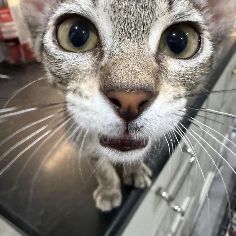 A baby medium-sized male Tabby (Buff / Tan / Fawn) Domestic Short Hair cat named Happy Camper for adoption in Long Beach, CA