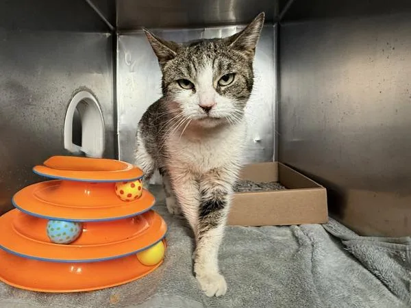An adult large-sized female Domestic Short Hair cat named Leia for adoption in New York, NY