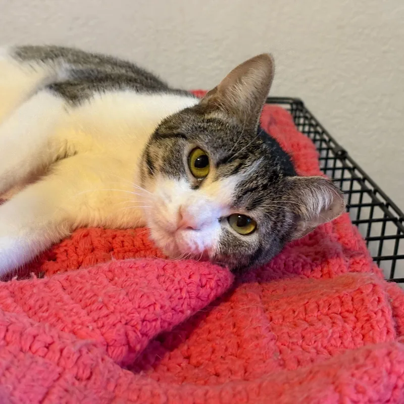 Megatron thumbnail 2