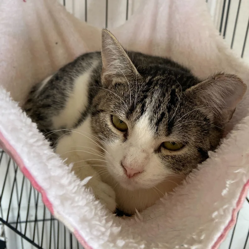 Megatron thumbnail 3