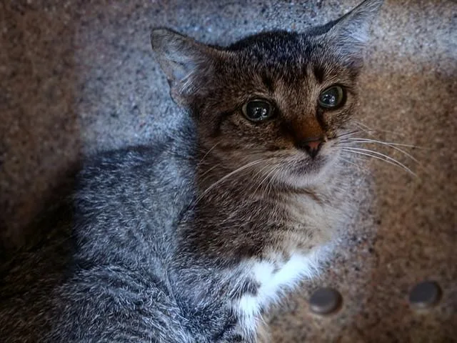 A baby small-sized female Domestic Short Hair cat named Mika for adoption in Gardena, CA