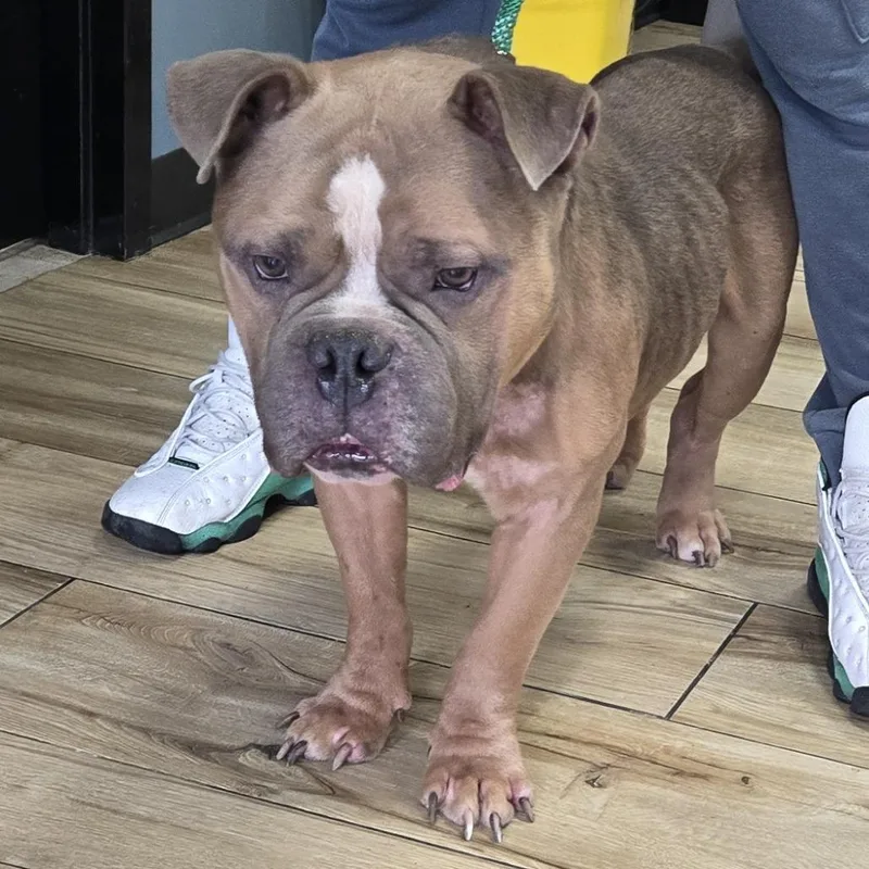 A baby small-sized male Brown / Chocolate Pit Bull Terrier dog named Victor for adoption in Newark, NJ