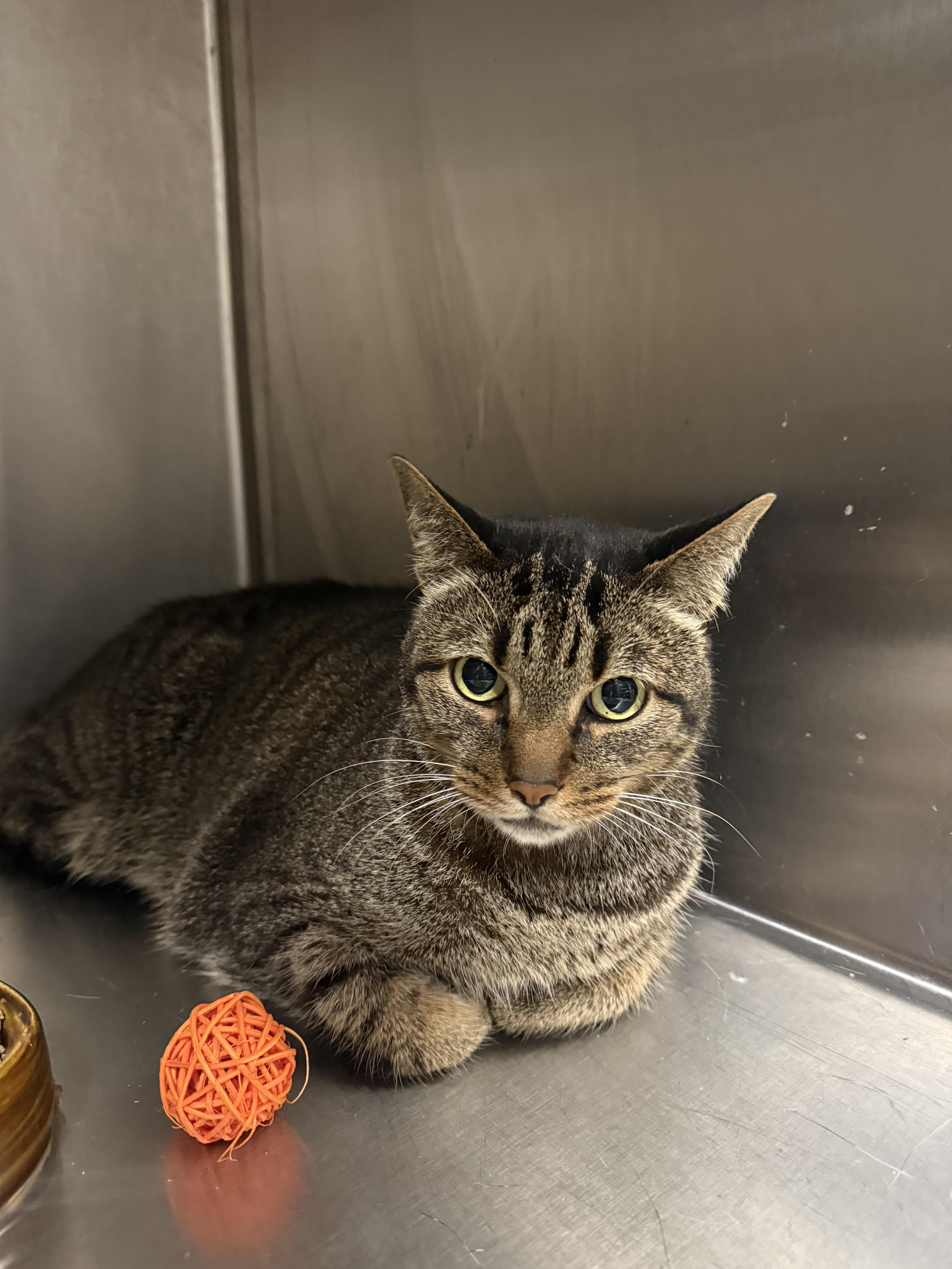 An adult medium-sized male Tabby (Brown / Chocolate) Domestic Short Hair cat named Smokey for adoption in Hendersonville, TN