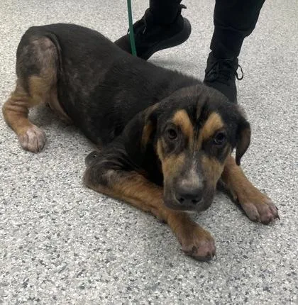 A young medium-sized male Hound dog named Dan for adoption in Daytona Beach, FL