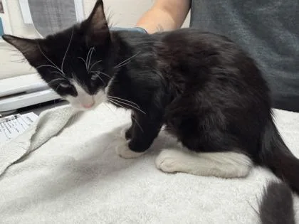 A baby small-sized male Black & White / Tuxedo Domestic Short Hair cat named Tardigrade for adoption in Sacramento, CA