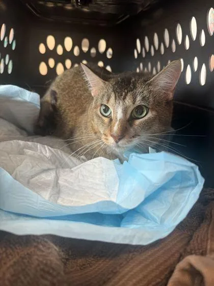 A senior large-sized male Domestic Short Hair cat named Gravy Boy for adoption in Sevierville, TN