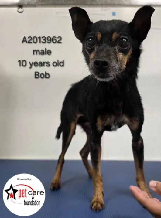 An adult small-sized male Chihuahua dog named Bob for adoption in Los Angeles, CA