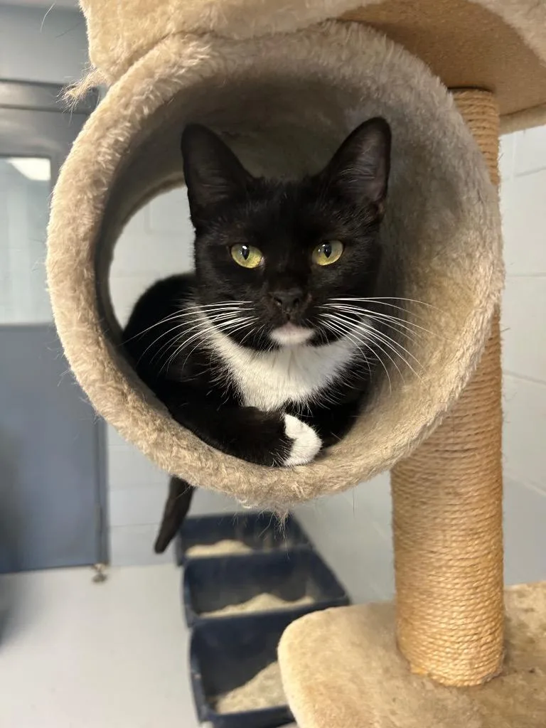 A baby medium-sized female Domestic Short Hair cat named Magnolia for adoption in Greenwood, MS
