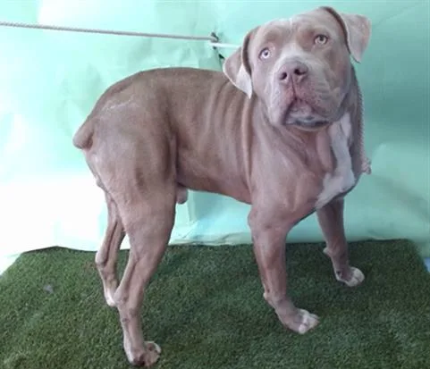 A young extra large-sized male Pit Bull Terrier dog named Jasper for adoption in Gardena, CA