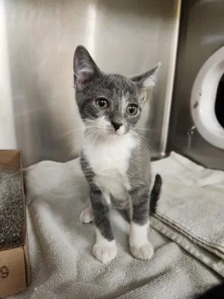 A baby small-sized male Domestic Short Hair cat named Coach Beard for adoption in Independence, MO