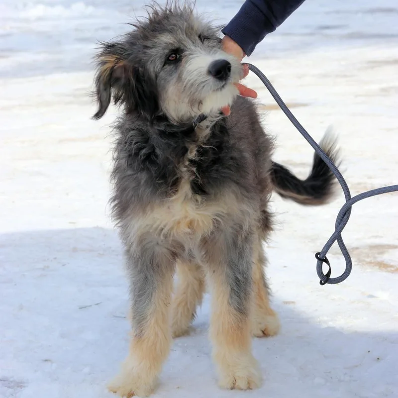 An adult medium-sized male Gray / Blue / Silver Bearded Collie dog named Ct Murphy for adoption in Stormville, NY