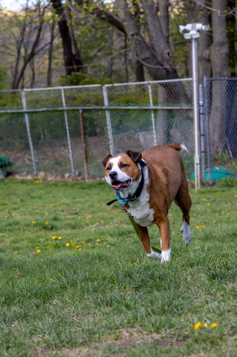 An adult large-sized male Boxer dog named Hutch for adoption in Terryville, CT
