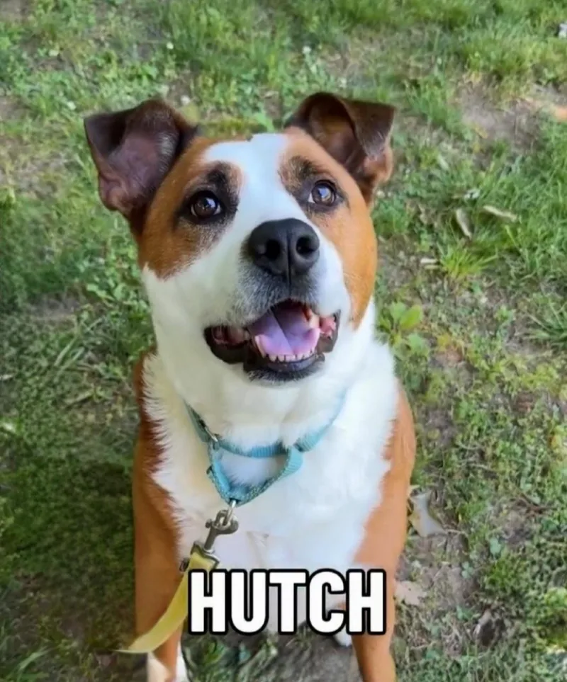 Hutch thumbnail 3