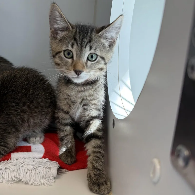A baby small-sized male Brown / Chocolate Domestic Short Hair cat named Jacque for adoption in Oakland, CA