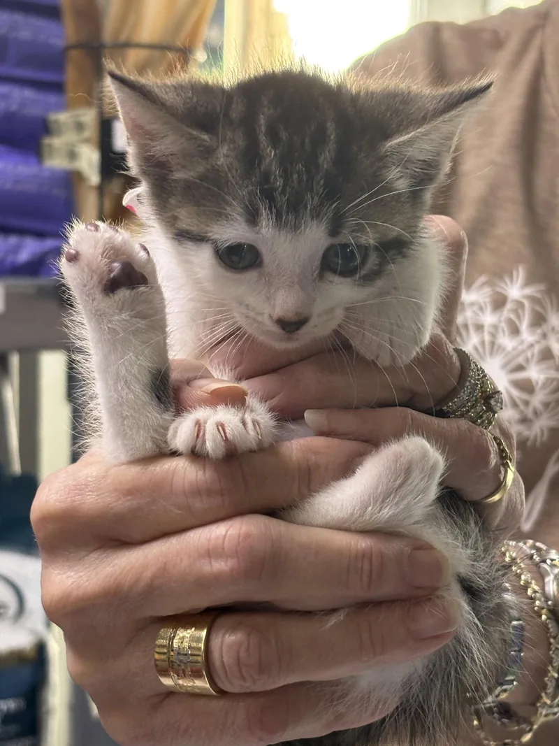 A baby medium-sized female Domestic Short Hair cat named Lucy for adoption in Oakboro , NC