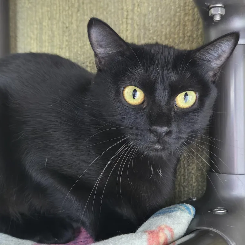 An adult medium-sized female Black Domestic Medium Hair cat named Nexus C for adoption in Lebanon, TN