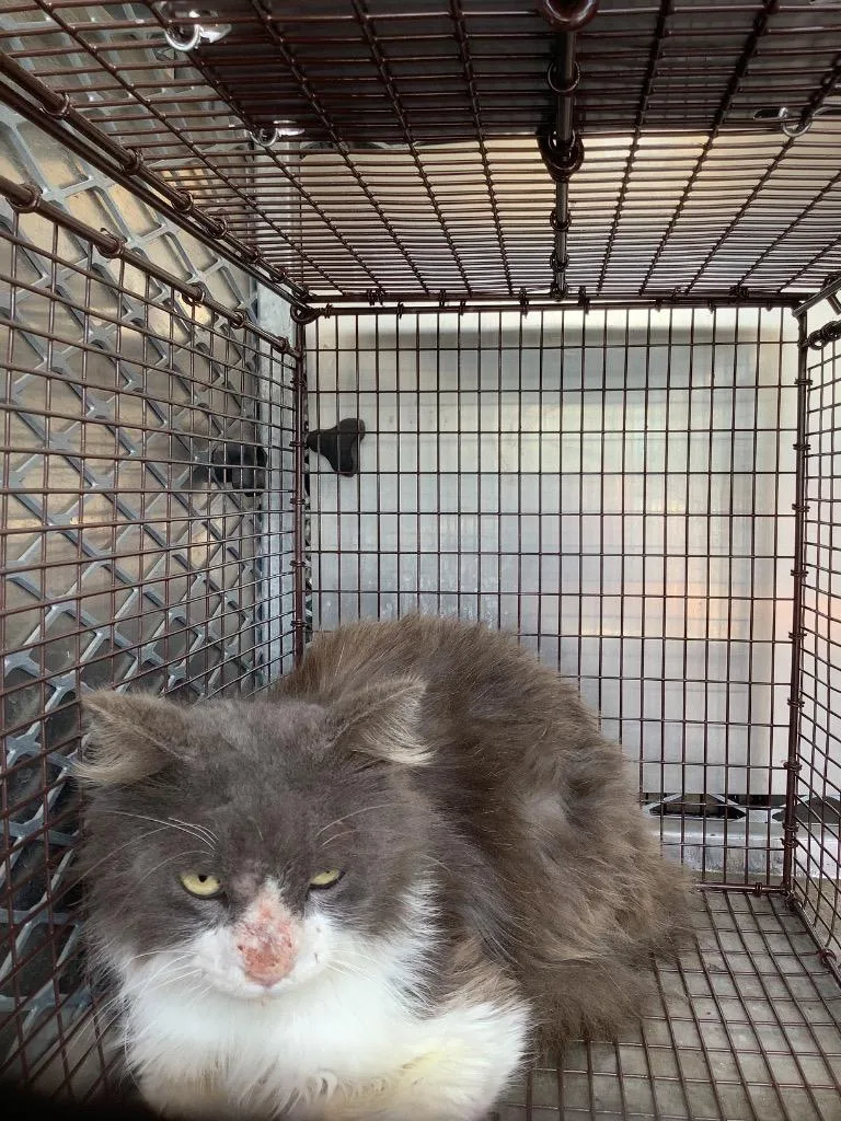 A young small-sized male Domestic Short Hair cat named Holliwood for adoption in New Braunfels, TX