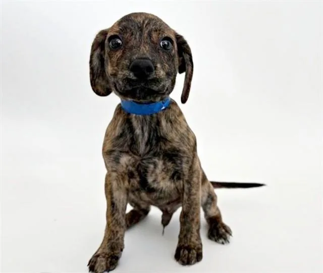 A baby small-sized male Terrier dog named Brownie for adoption in Saint Louis, MO