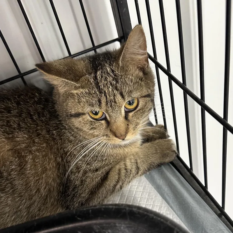 An adult small-sized female Domestic Short Hair cat named Olive for adoption in Corbin, KY
