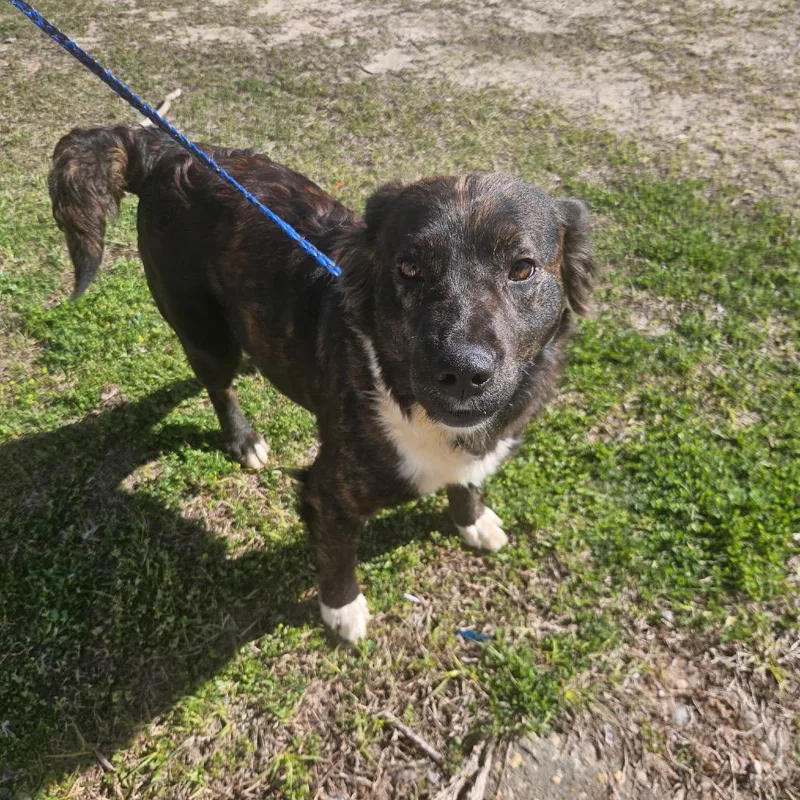 An adult medium-sized female Brindle Mixed Breed dog named Dory for adoption in LOXAHATCHEE, FL