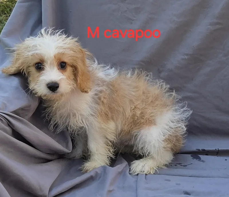 A baby small-sized male Cavalier King Charles Spaniel dog named Cavapoo male for adoption in Woodsfield, OH