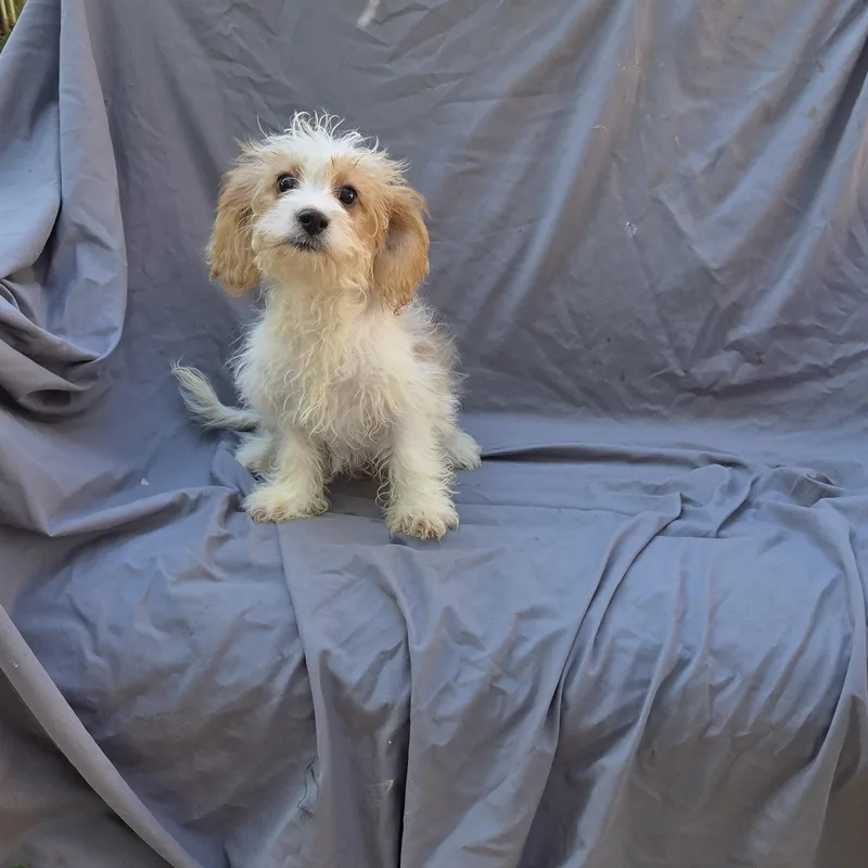 Cavapoo male thumbnail 2