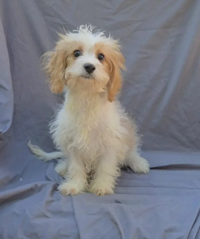 Cavapoo male thumbnail 3