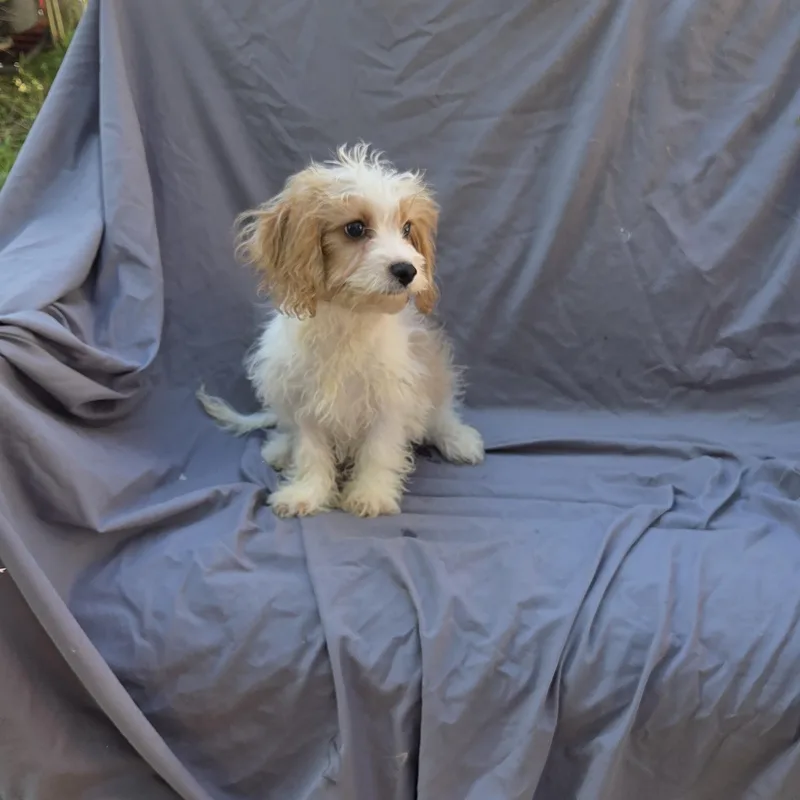 Cavapoo male thumbnail 4