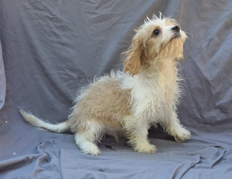 Cavapoo male thumbnail 5