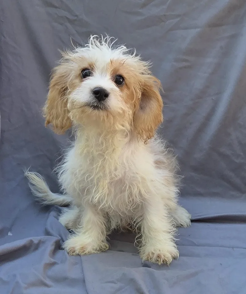 Cavapoo male thumbnail 6