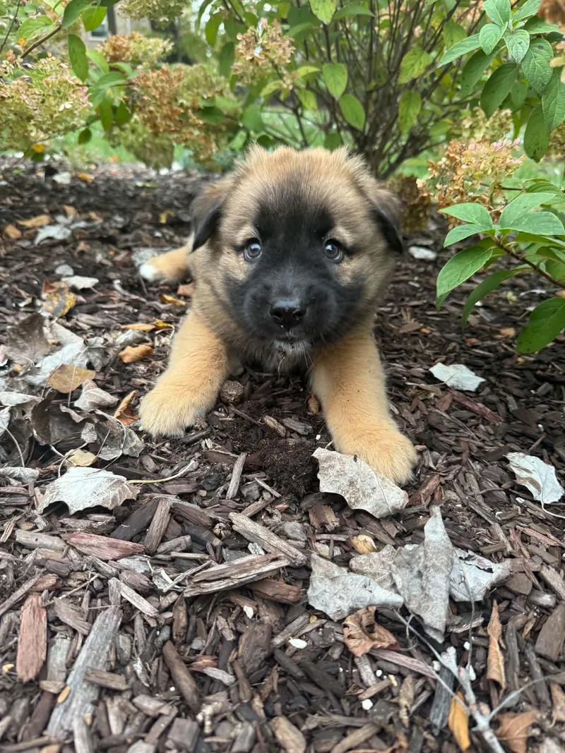 A baby large-sized female Mastiff dog named Janet for adoption in South Elgin, IL