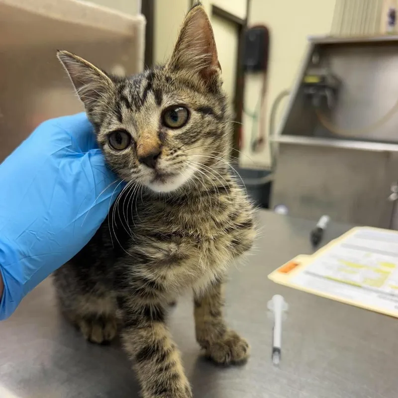 A baby small-sized male Domestic Short Hair cat named Burnt Grilled Cheese for adoption in Bastrop, TX