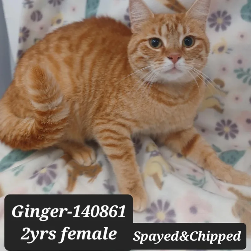 An adult small-sized female Domestic Short Hair cat named Ginger for adoption in New Tazewell, TN