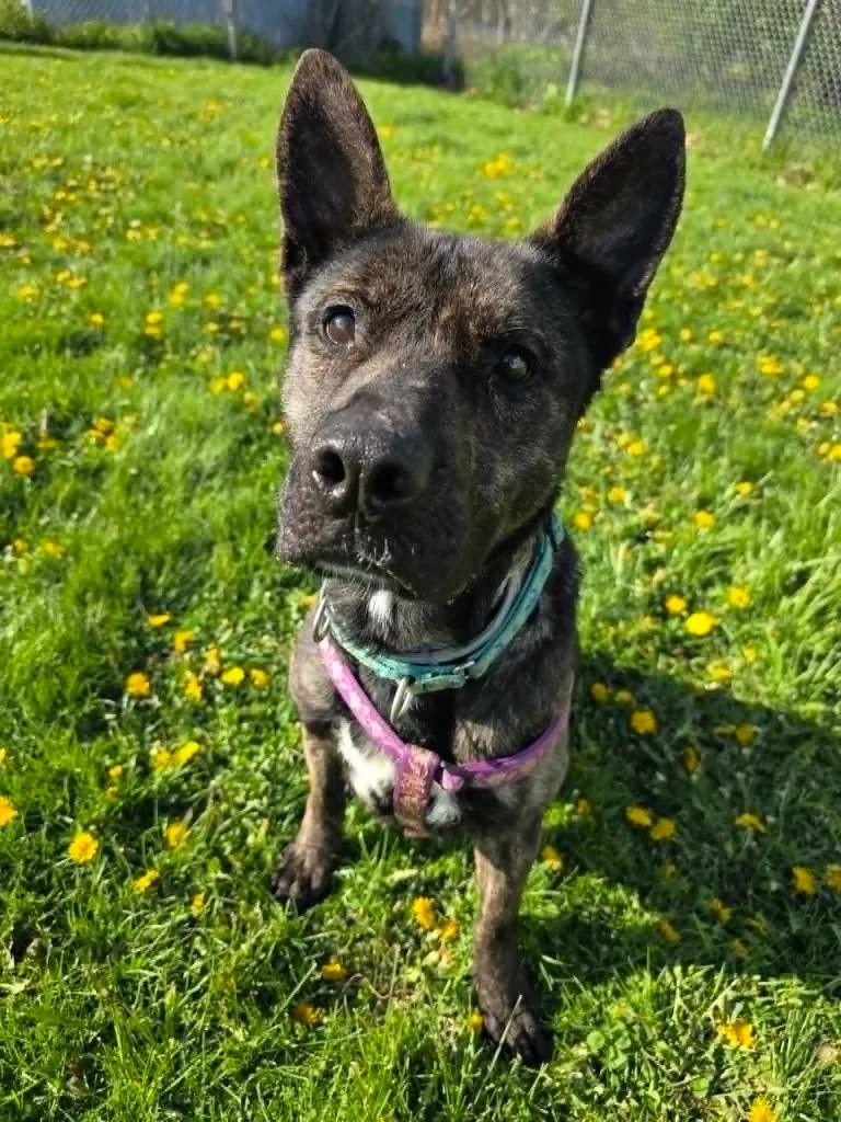 Xena