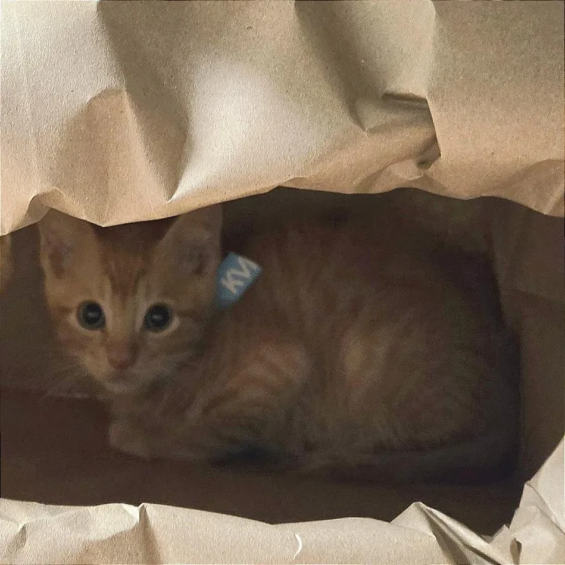 A baby small-sized male Orange / Red Domestic Short Hair cat named Jupiter for adoption in Jacksonville, FL
