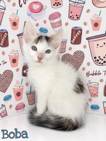 A baby small-sized male Domestic Medium Hair cat named Boba for adoption in Morton Grove, IL