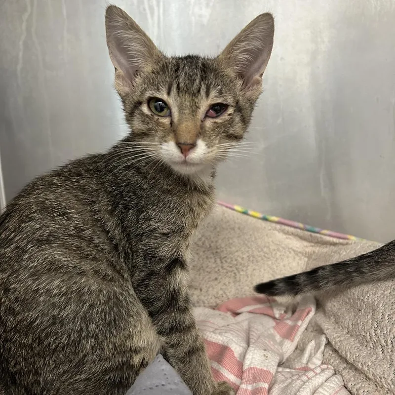 A baby small-sized male Buff / Tan / Fawn Domestic Short Hair cat named Woody for adoption in West Palm Beach, FL
