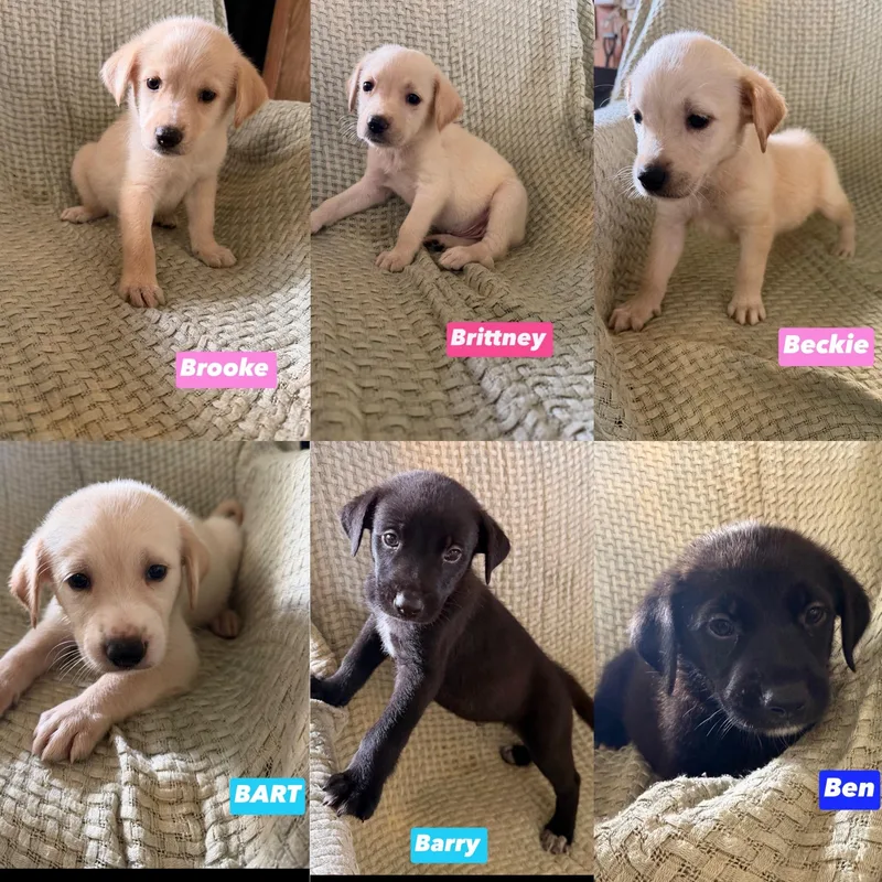 A baby medium-sized female Apricot / Beige Golden Retriever dog named B Litter for adoption in seaside heights, NJ