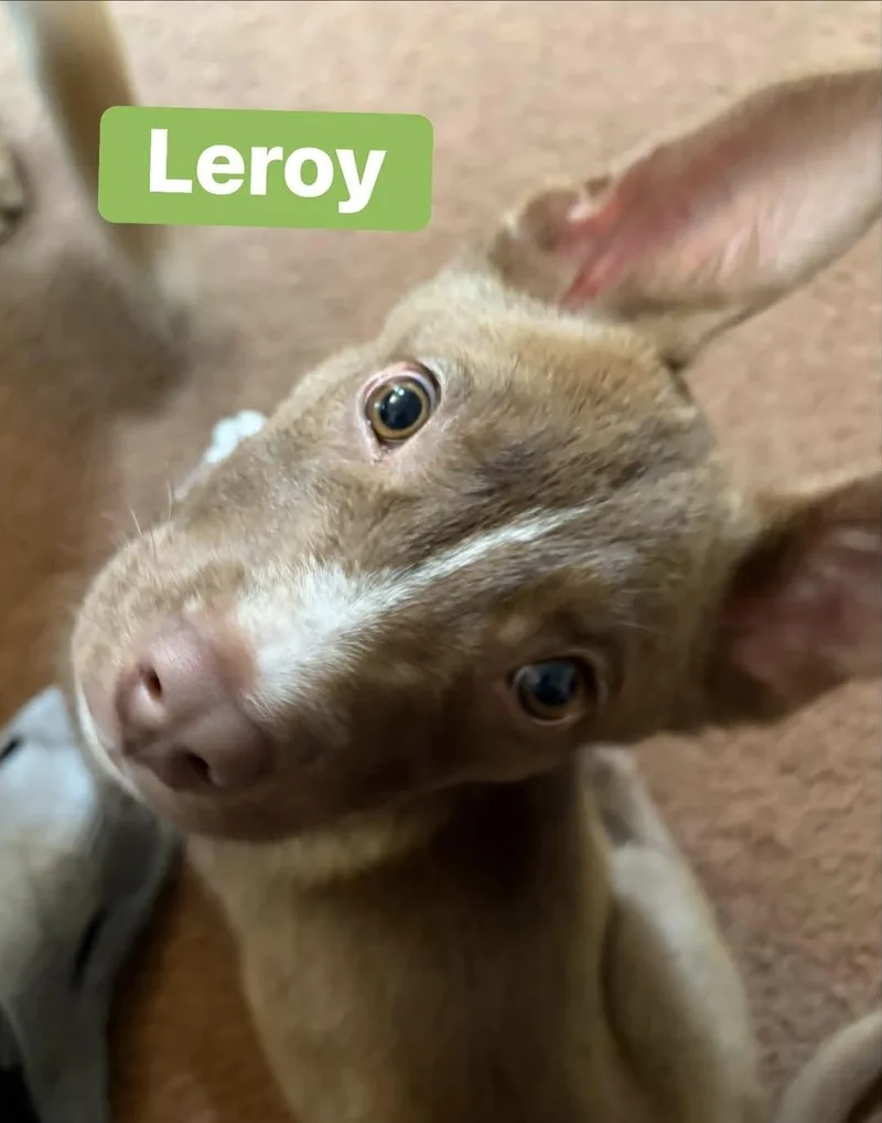 Leroy