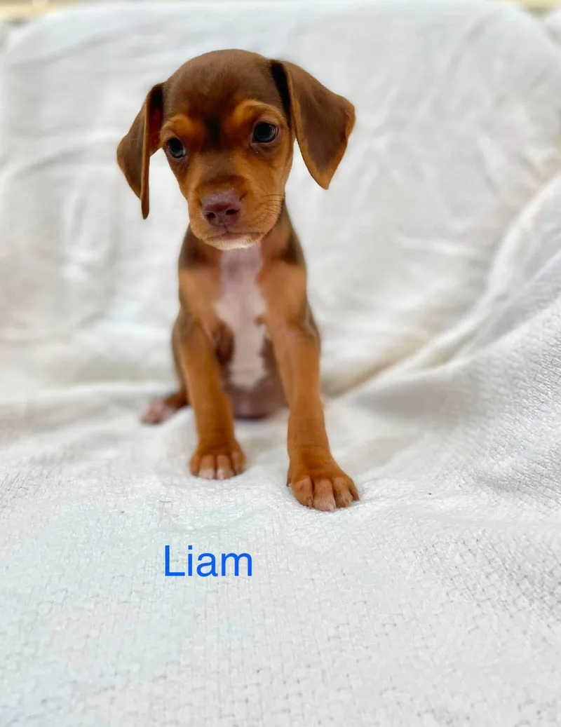 A baby medium-sized male Brown / Chocolate Chiweenie dog named Liam for adoption in Madisonville, LA
