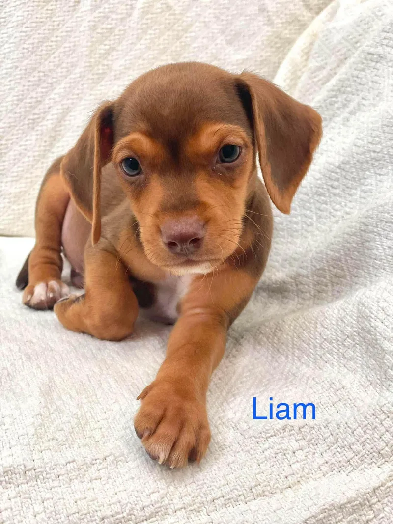 Liam thumbnail 2