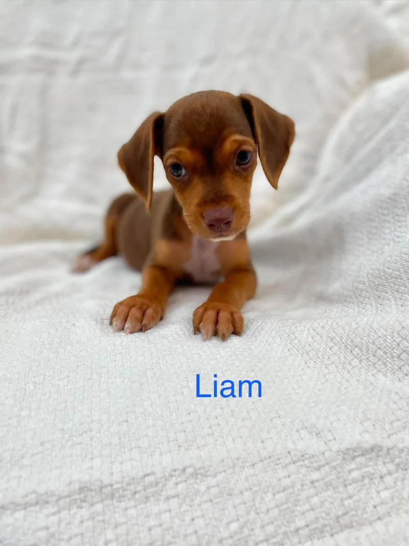 Liam thumbnail 3