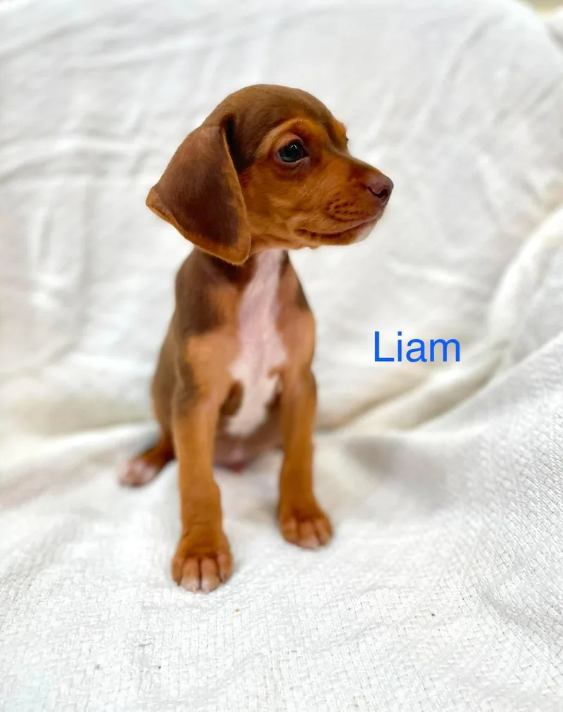 Liam thumbnail 4