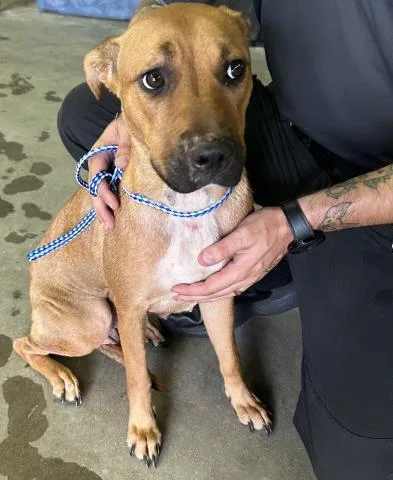A young medium-sized female Mixed Breed dog named Stormie for adoption in Pensacola, FL