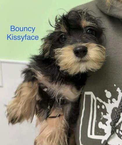 Bouncy Kissyface