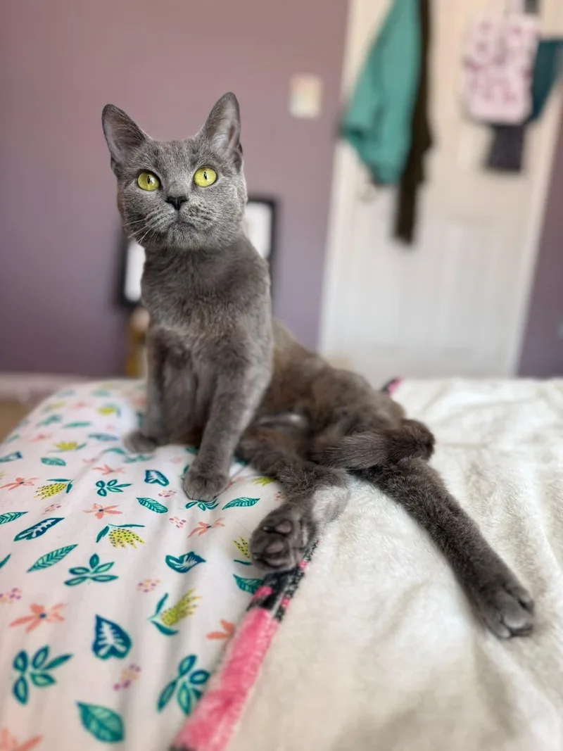 A young medium-sized female Gray / Blue / Silver Domestic Short Hair cat named Sally & Gillian for adoption in Manchester, MD