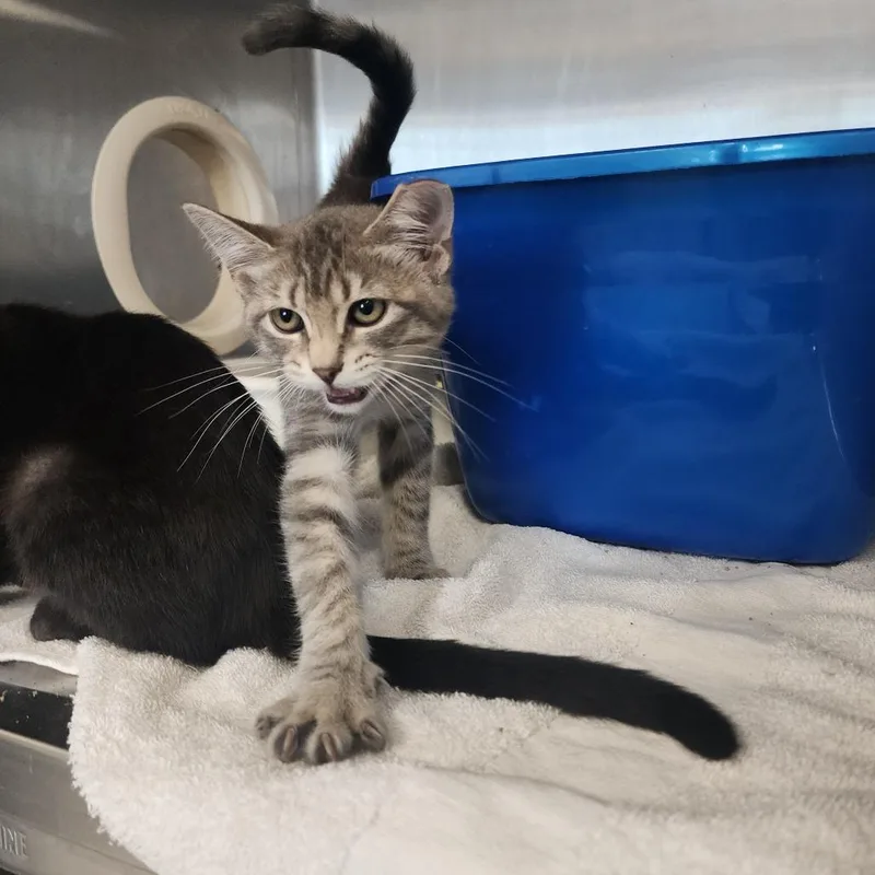 A baby small-sized female Gray / Blue / Silver Domestic Short Hair cat named Athena for adoption in Evensville, TN