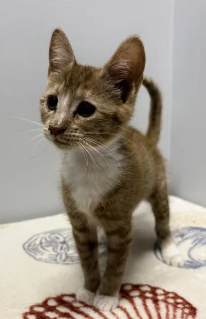 A baby small-sized female Domestic Short Hair cat named Macchiato for adoption in West Chester, PA